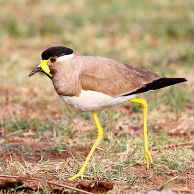 Yellow Wattled Lapwing